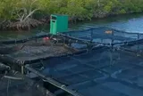 Việt Nam mang kỹ thuật nuôi một loại ‘siêu thực phẩm' sang Cuba, 1,5 năm sau đón kết quả bất ngờ