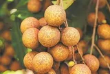 Trung Quốc vừa lập kỳ tích ngành rau quả: Tạo ra giống vải lai nhãn đầu tiên trên thế giới, chuẩn bị cho thu hoạch trong tháng 9