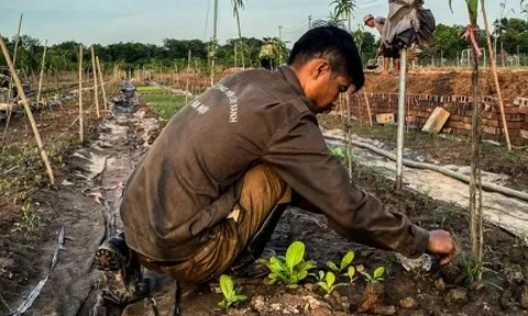 Người dân Nhật Tân trồng cúc, rau cải để bán... cho kịp Tết