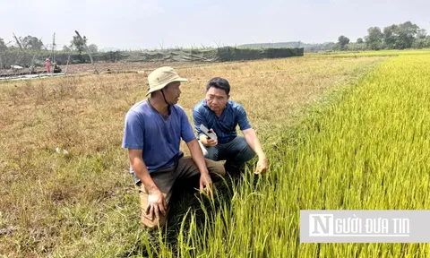 Gia Lai: Hàng trăm ha lúa trổ bông chết khô vì hạn hán