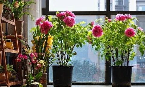 7 loài hoa sống khỏe, nở đúng hẹn đẹp không tì vết, người lười mấy cũng trồng được