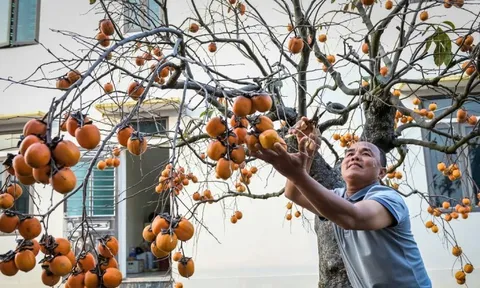‘Báu vật’ giữa vườn hồng cổ được trả nửa tỷ nhưng chủ không bán