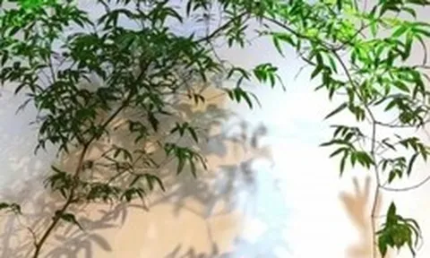 Muốn phòng khách lên level thượng lưu, tôi khuyên bạn ĐỪNG TRỒNG HOA: 8 cây xanh này mới là "thần" chiêu tài hút lộc, siêu khí chất