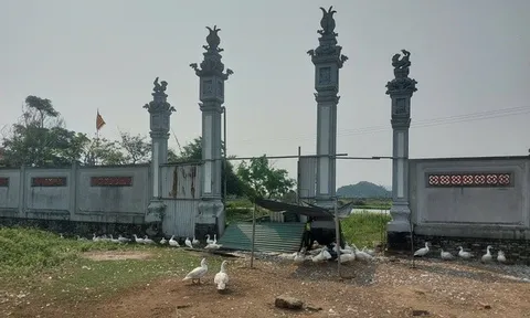 Dự án đền thờ tổ nghề ca trù thành nơi... chăn vịt, chính quyền nói gì?