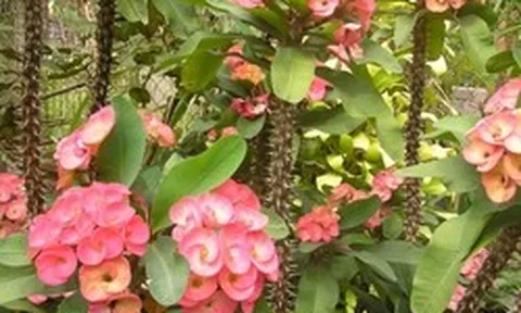 5 cây nhà giàu ít trồng