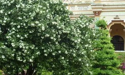 6 lợi ích khi trồng một cây nguyệt quế trong nhà