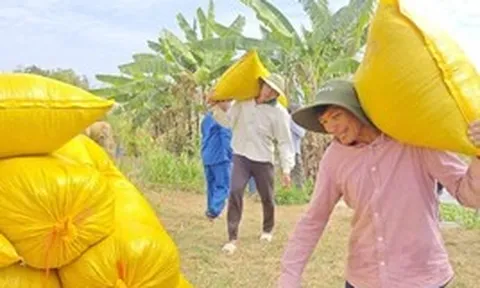 Lý do Việt Nam nhập khẩu lúa gạo đứng thứ 2 thế giới