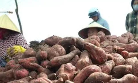 Giá khoai lang lao dốc, nông dân 'đứng ngồi không yên'