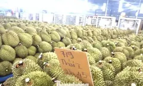 'Nóng' chất vấn sai phạm xuất khẩu sầu riêng