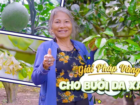 Lê Thị Phẩm: Khởi nghiệp thành công với vườn bưởi da xanh ở Đồng Nai