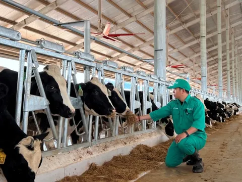 Vinamilk nhập 1.000 bò sữa thuần chủng từ Mỹ cho trang trại sắp khánh thành tại Lào