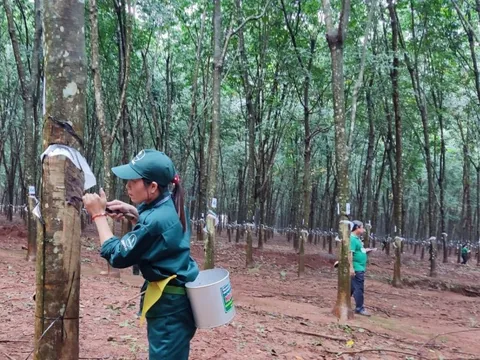 Những “bàn tay vàng” giúp doanh nghiệp cao su lãi lớn