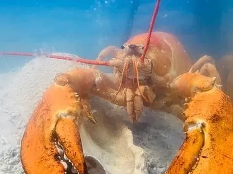 Bảo tàng Hải dương học tiếp nhận một con tôm hùm màu vàng cam quý hiếm