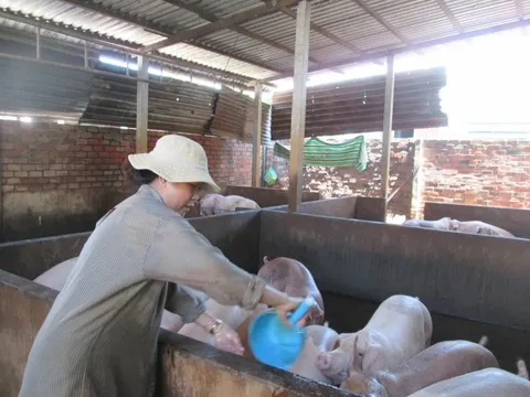 Vì sao giá heo hơi bất ngờ tăng nóng?