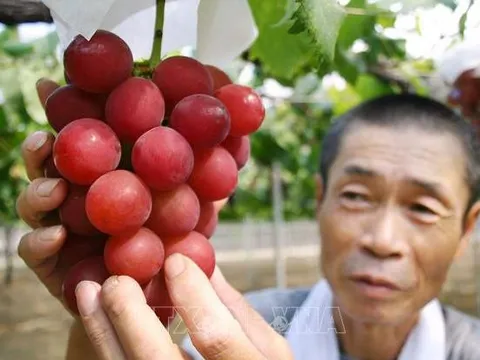 Chùm nho hảo hạng được bán đấu giá kỷ lục hơn 10.000 USD