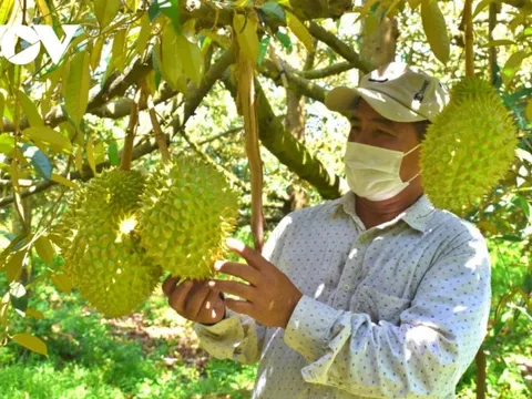 Sầu riêng cuối vụ giá cao, thị trường xuất khẩu khởi sắc