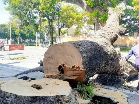 Tiết lộ lý do đốn hạ cây long não cổ thụ trước gác Trịnh