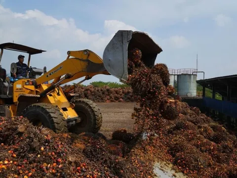 Indonesia miễn thuế xuất khẩu dầu cọ để đẩy hàng tồn