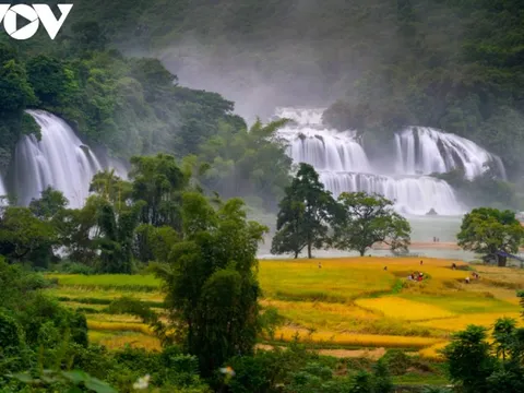 Mùa vàng đẹp nao lòng nơi biên cương Cao Bằng