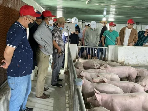 Hoàng Anh Gia Lai (HAGL) được chấp thuận đầu tư dự án chăn nuôi 108ha: Dự đưa vào hoạt động từ quý 4/2022, mục tiêu cung ứng 1 triệu con heo sang năm 2023