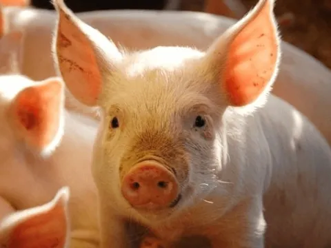 Giá heo hơi tại Thái Bình chạm mốc 75.000 đồng/kg