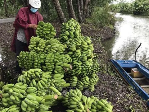 Giá chuối xiêm, gừng củ ở Kiên Giang giảm sâu