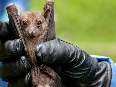 Loại virus mới được phát hiện ở Ghana nguy hiểm như thế nào?