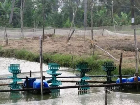 Bạc Liêu: Người phụ nữ 35 tuổi bị quạt tạo oxy ao tôm cuốn tử vong