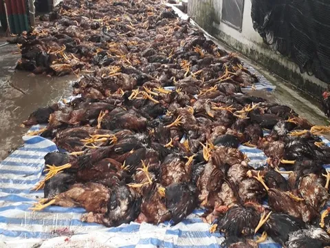 Sét đánh chết gần 6.000 con gà trong trang trại