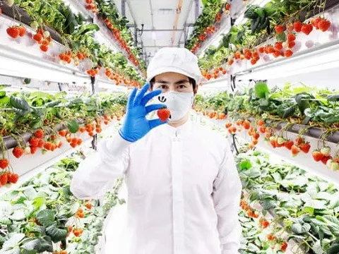 Startup trồng dâu tây tại Mỹ: Huy động được 55 triệu USD, bán một hộp 6 quả giá 50 USD