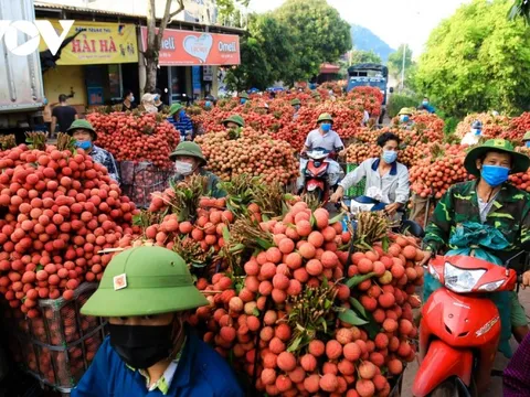 Vụ vải thiều Bắc Giang năm nay đạt doanh thu trên 6.780 tỷ đồng