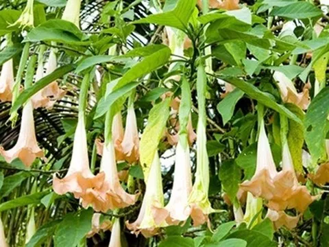 8 người ngộ độc tại Bắc Kạn do hái nhầm lá cây hoa chuông để nấu canh