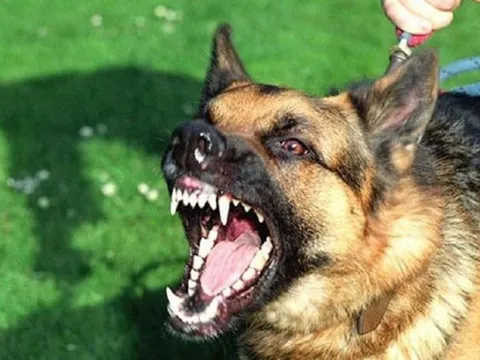 Đi chơi cùng mẹ, bé 3 tuổi bất ngờ bị chó cắn liên tiếp vào đầu và mặt