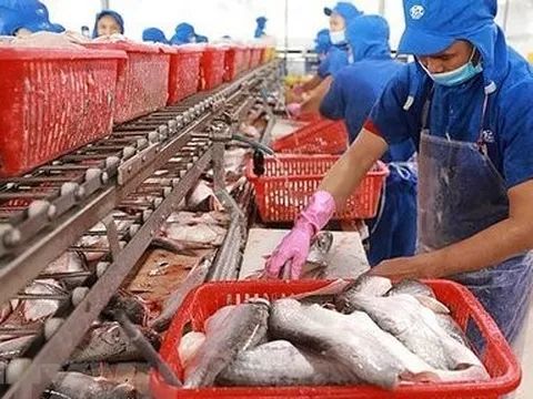 Tin vui của nhiều doanh nghiệp cá tra nhờ chu kỳ tăng giá