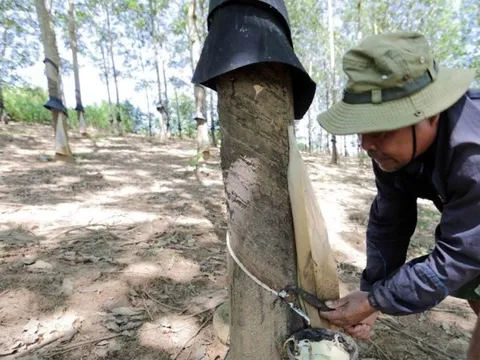 Thay đổi để thích ứng thị trường, hướng đi tất yếu của ngành cao su