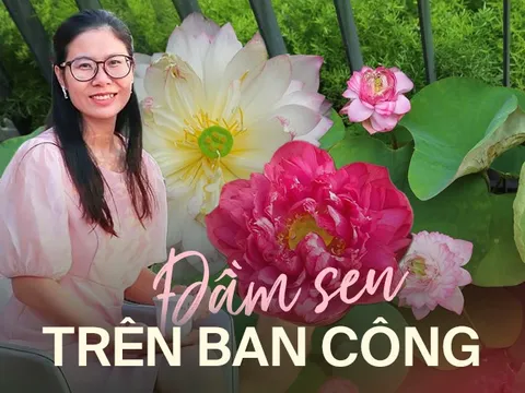 Đầm sen trên ban công đẹp nức lòng với gần 20 loại giống của chủ trang trại hoa nổi tiếng ở Hà Nội