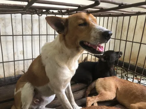 Đi chuộc chó rồi giải cứu luôn cả đàn 31 con ở lò mổ