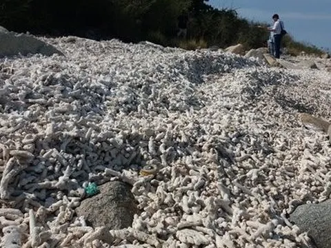 Nha Trang kiến nghị lắp camera giám sát để bảo tồn san hô ở Hòn Mun