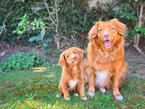 Kiếm được 100.000 USD sau nửa năm nhờ 'photoshop' ảnh thú cưng