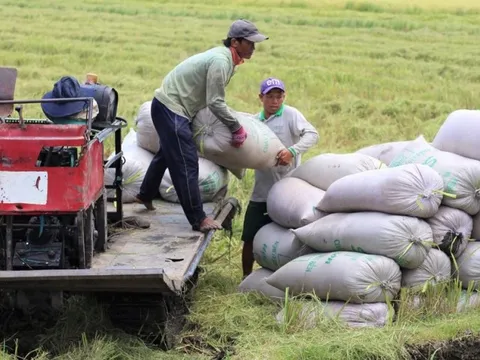 Thị trường nông sản tuần qua: Giá lúa, cà phê biến động trái chiều