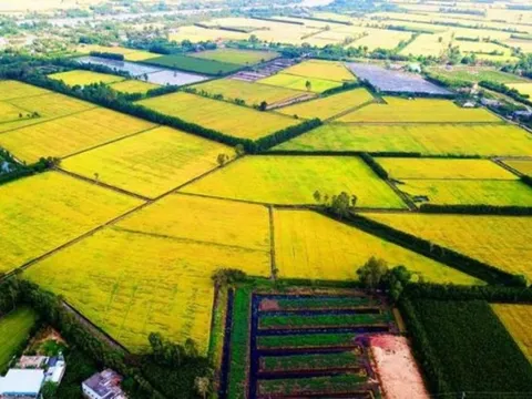 Một mình ngành nông nghiệp không đủ sức vực dậy nền kinh tế vùng ĐBSCL