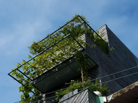 Phủ xanh không gian sống cho căn nhà phố giữa lòng Sài Gòn