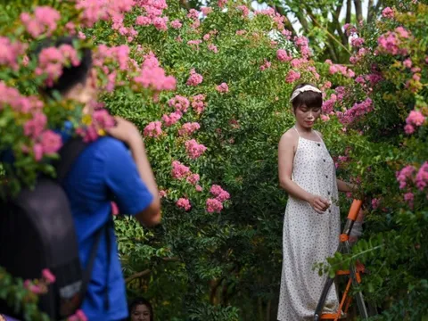 Mê mẩn con đường hoa tường vi đẹp như tranh tại Hà Nội