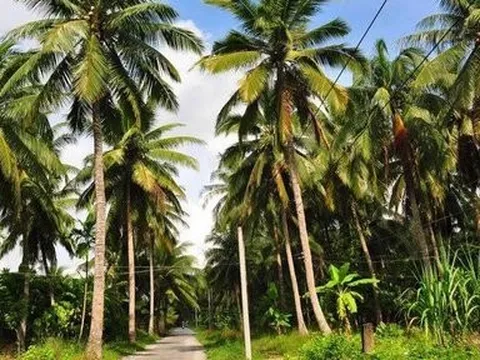 Sau hơn một tháng giảm, giá dừa khô tại Tiền Giang tăng trở lại