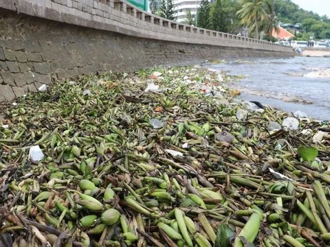 Chùm ảnh: Bèo lục bình "bủa vây" biển bãi Trước Vũng Tàu