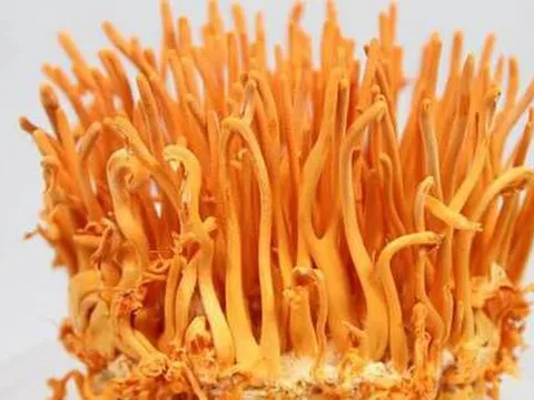 Đông trùng hạ thảo bán với giá 'trên trời' thực chất chỉ là nhộng trùng thảo?