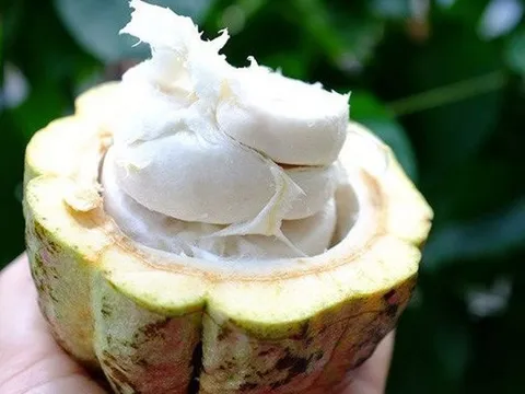 Loại quả quen mà lạ làm đồ uống ai cũng mê, giá chỉ 25.000 đồng/quả