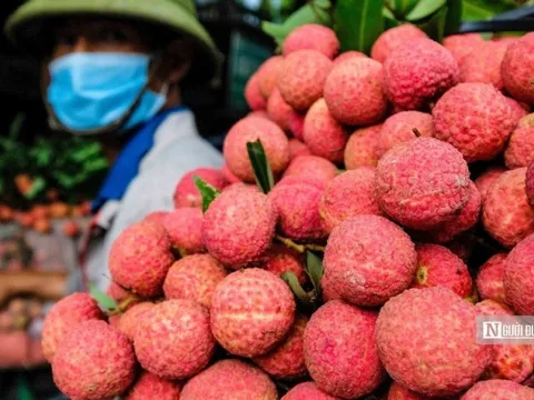 Chậm trễ kiểm dịch nông sản nhập khẩu vào Úc, doanh nghiệp Việt cần lưu ý gì?