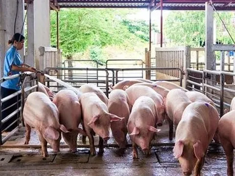 Lý do giá heo hơi bất ngờ giảm mạnh