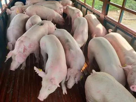 Giá heo hơi tăng trở lại